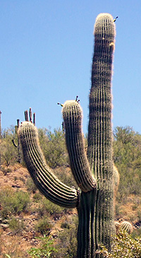 2 Finger Cactus